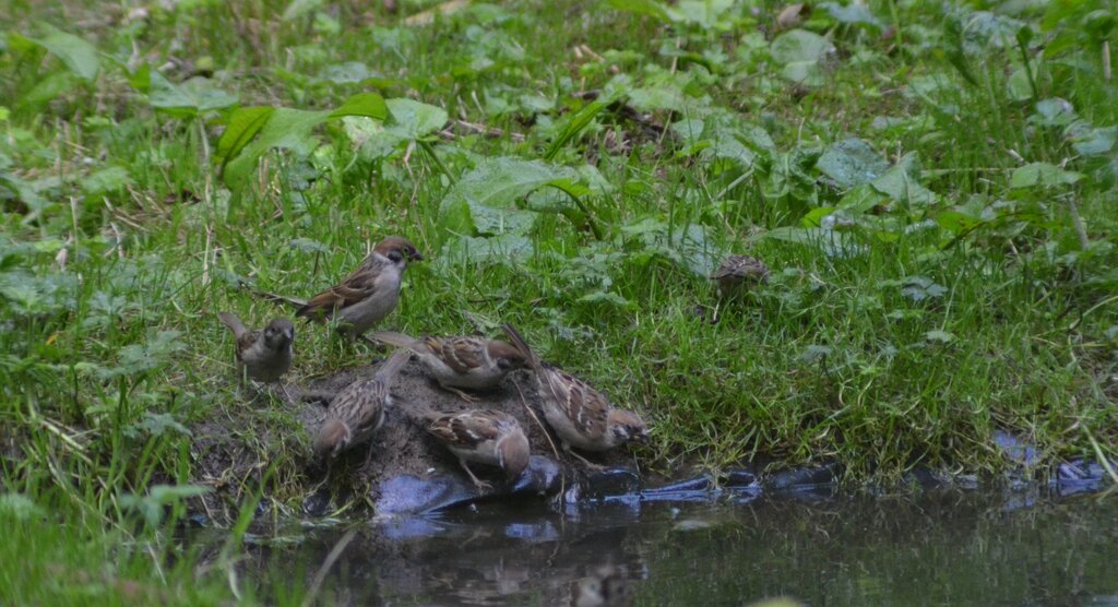 Tree Sparrow